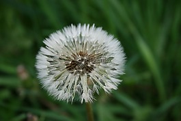 蒲公英,花卉,夏季花卉