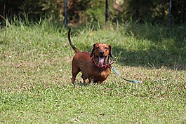 saesoe,臘腸犬,狗
