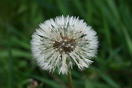 蒲公英,花卉,夏季花卉