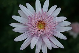 雛菊,花,盛開