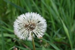 蒲公英,花卉,夏季花卉