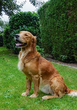 狗,草地上的狗,hundeportrait