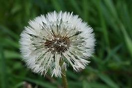 蒲公英,花卉,夏季花卉