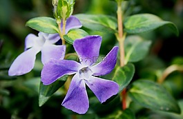 花,盛開,花瓣