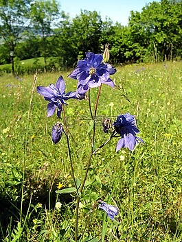 花,紫,開(kāi)花