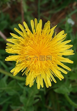 蒲公英,花卉,夏季花卉