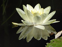 蓮花,水百合,水生植物