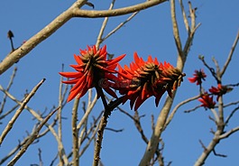 花,光明,紅色