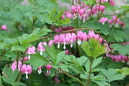 自然,植物區(qū)系,花