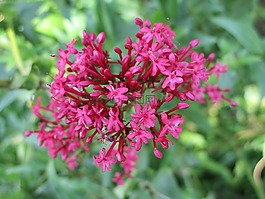 野花,粉紅色,紅短枝花