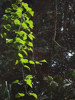 葉子,光,綠色