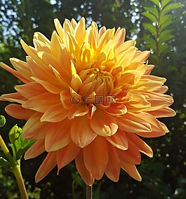 花,大麗花,花瓣