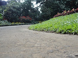 草,道路,植物