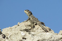 stellagama stellio cypriaca,蜥蜴,流行