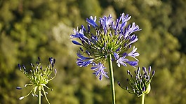 珠寶首飾的百合花,agapanthus,愛花