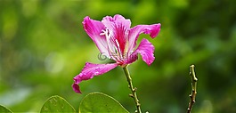 自然,夏天,植物區(qū)系