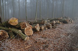 森林,戶外,季節(jié)