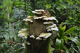 木耳,苔,樹干