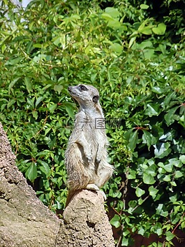 獴,動物,守衛(wèi)