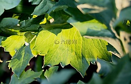 綠色的樹葉,太陽播放,夜光