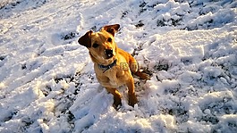 狗,雪,冬季