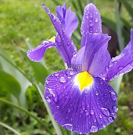 鳶尾花,花,花園