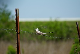 鳥(niǎo),觀鳥(niǎo),自然