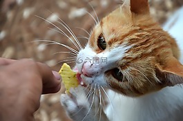 貓,食品,愛情