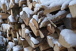 木,雪,冬天