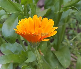 花,花園,橙色