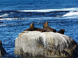 獅子,海洋,非洲