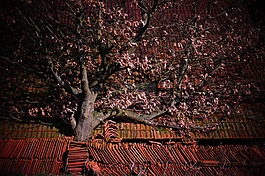 旧谷仓,红砖,树
