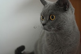 貓,家,眼睛