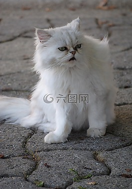 貓,白,動物