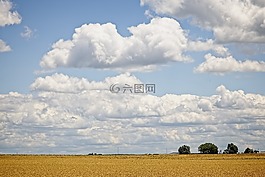 風(fēng)景,樹,藝術(shù)