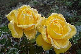 性質(zhì),廠,花