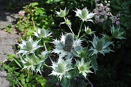 薊,花序,花園