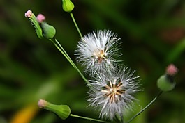 蒲公英,花,白