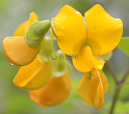 cuernecillo,zapatinas處女,花