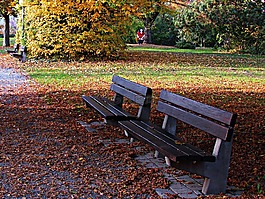 工作臺(tái),公園,葉子