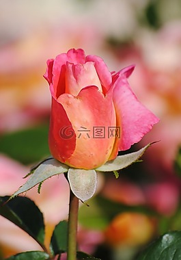 玫瑰,按钮,开花