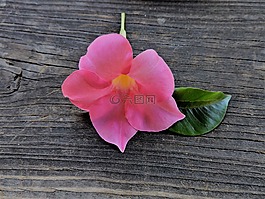 花,粉紅色,葉子
