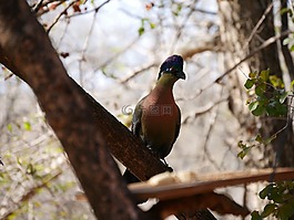 鳥,非洲,野生動物攝影