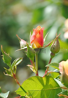 玫瑰,按钮,开花