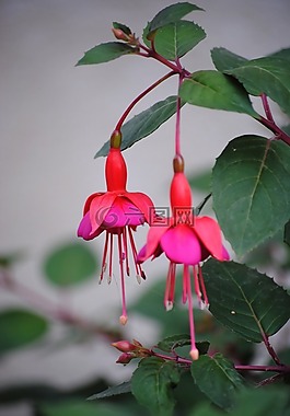 紫红色,花,观赏植物