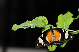 蝴蝶,性質(zhì),昆蟲(chóng)