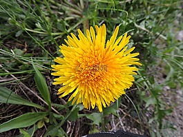 蒲公英,黃色,開(kāi)花
