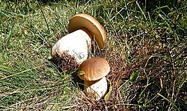 蘑菇,牛肝菌,森林
