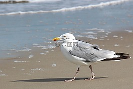 鸥,海滩,波罗的海