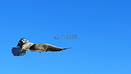 鴿子,藍(lán)藍(lán)的天空,鳥